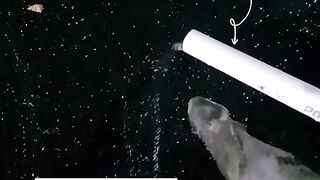 Organic catfish cultivation using the Kocor Ringan system 2