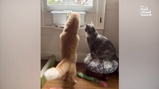 Sacramento River Cats - These CATS are too FUNNY New Cat Videos | Cat | Cutex | Cutek | Catsan