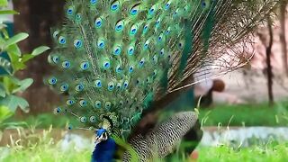 peacock dance with slow motion