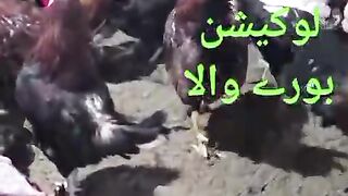 Organic chiken farming