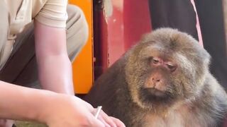 The monkey is waiting for coconut water