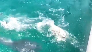 The man catching a big fish