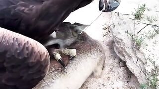 Egale attack on the fox
