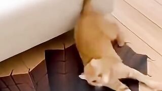 Dog and Cat vs. Mind-Blowing 3D Optical Illusion Rug