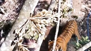 The tiger trying to attract on human 😱