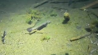 Fishing video 🐟🐠