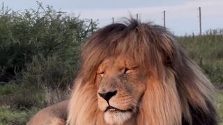 How is look of king 😱