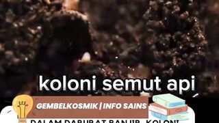 semut api
