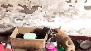 Dogs Vs rat 😱