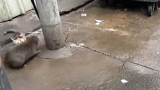 Cat vs rat 🐁🐱😱