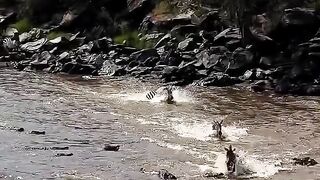 Crocodile attacking on the zebra 🦓💀