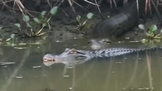 Python attack on the crocodile 🐊🐍💀