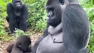 Funny animal scene 🤣
