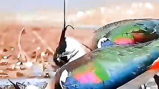 Bird photography,