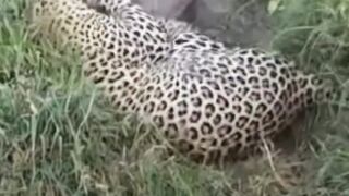 The leopard attacking on the pig dangerously 😱
