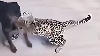 Rottweiler vs leopard 😱