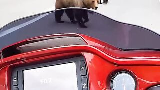 This Road Moment Was Wild