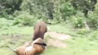 The tiger attack on the cow 😱