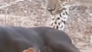Leopard attack on the dog 😱