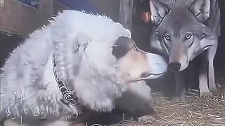 A wolf in sheep's clothing