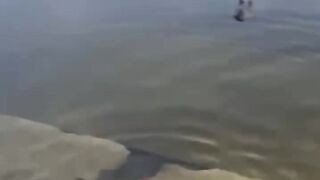 Crocodile attack on the dog very painful nobody help 😭