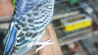 budgie bird