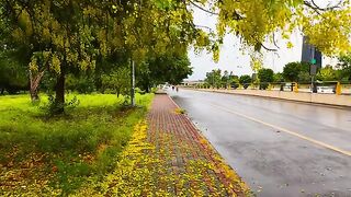 Lets walk on yellow beauty