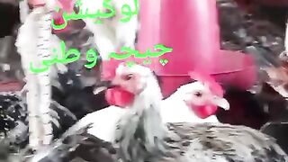 Organic males poultry birds