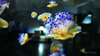 Colorful Yellow Jellyfish with Blue Purple Tentacles Swimming in Aquarium 4K