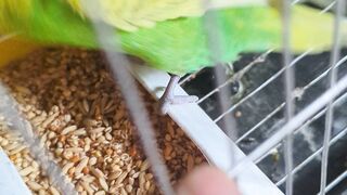 budgie bird 2