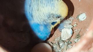 Beautiful bird 24