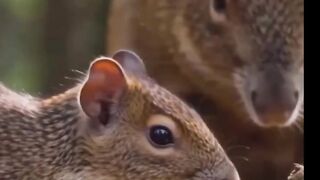LA PATIENCE PAYE TOUJOURS ( Conte africain) #conte #rat