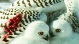 Injured Snowy Owl Rescue: I Couldn't Leave Them! 🦉❄️🥺