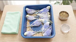 beautiful birds of world