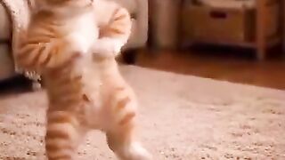 My dancing cat