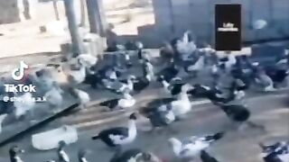 Pata pata