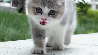 Cat pet 2