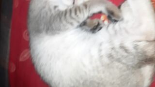 Cat sleep video
