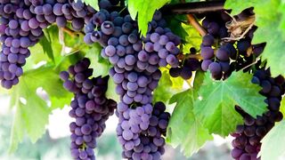Anggur. Grape. Grapes