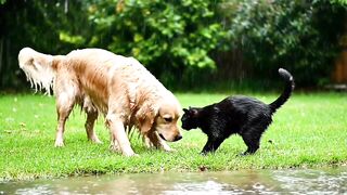 Lovely 😍 puppies