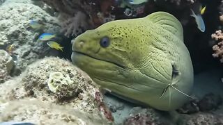 I Found a Giant Moray Eel’s Hidden Home 🐍🌊