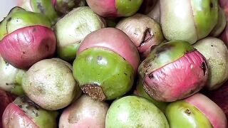 Buah Nipah. 尼帕棕櫚果. 尼帕棕榈果. 尼帕果. Nipah fruit. ニッパヤシの果実. Плод нипы. Плід ніпи