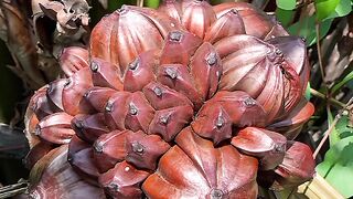 Buah Nipah. 尼帕棕櫚果. 尼帕棕榈果. 尼帕果. Nipah fruit. ニッパヤシの果実. Плод нипы. Плід ніпи