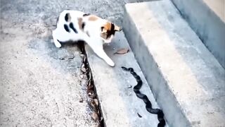 Cat-s-flash-Reflex