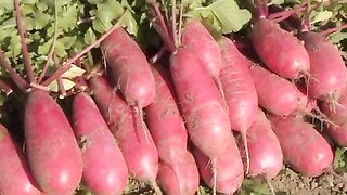 Lobak Merah. 赤大根. Red radish. 紅蘿蔔. 红皮萝卜. 紅皮蘿蔔. Красный редис. Червона редиска