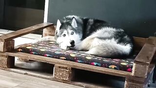 Haski
