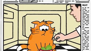 Lazy Cat vs. Salad: The Ultimate Betrayal 🐱