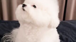 Dogs is so  innocent