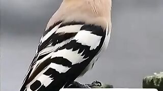 Hud Hud Bird, Bilqis Queen castle and Solomon Prophet