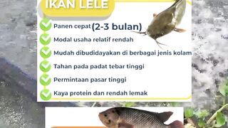 Choose catfish or gourami cultivation